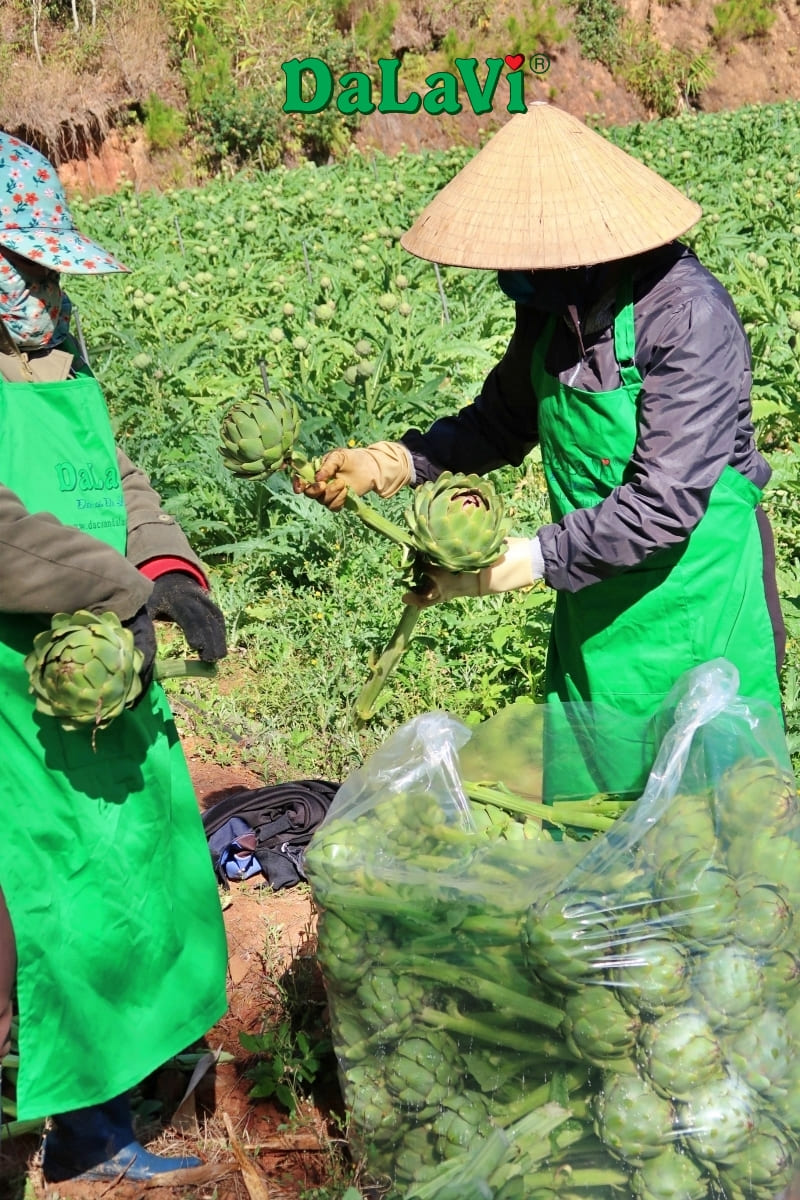 Vùng trồng atiso Đà Lạt từ DaLaVi đạt tiêu chuẩn GACP-WHO
