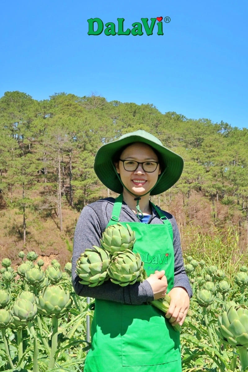 Mùa thu hoạch bông atiso Đà Lạt từ tháng 2 đến tháng 6