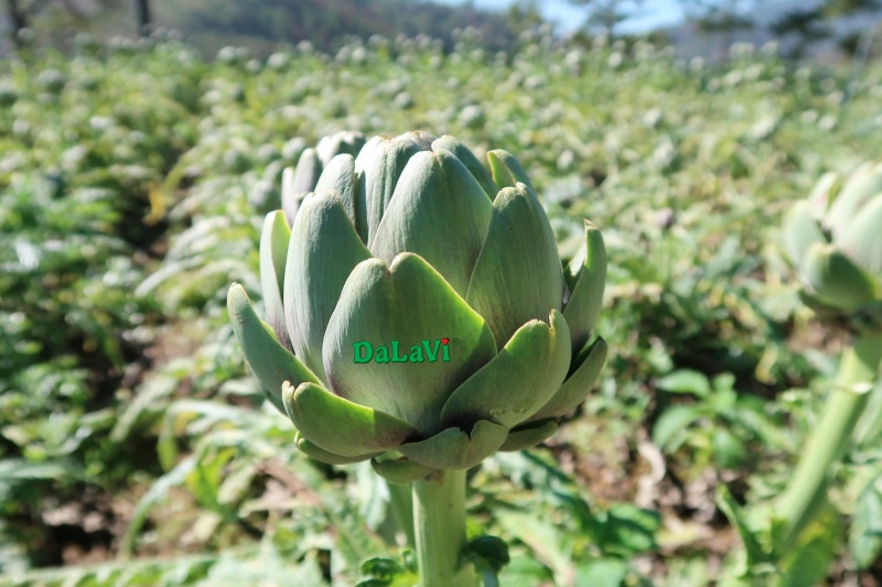 Bảo quản bông Atiso tươi lâu mà không mất đi dinh dưỡng