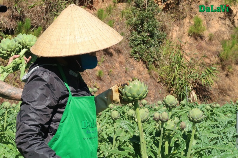 Mua bông Atiso tại TP.HCM, cam kết chất lượng, uy tín