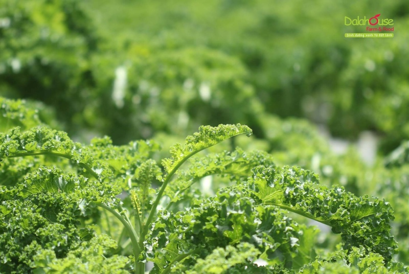 Bột cải xoăn (cải kale), công nghệ hiện đại, an toàn