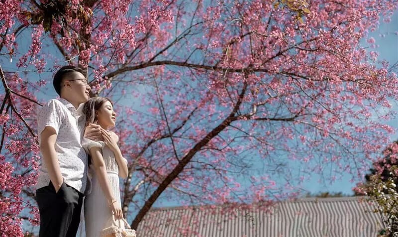 Mùa xuân Đà Lạt - Kinh nghiệm đi du lịch vào mùa này