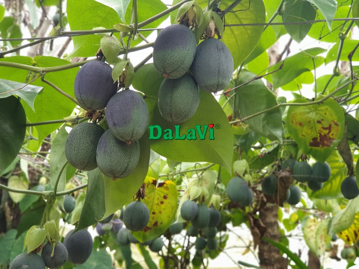 Cách trồng chanh dây Colombia - Loại trái cây siêu ngọt
