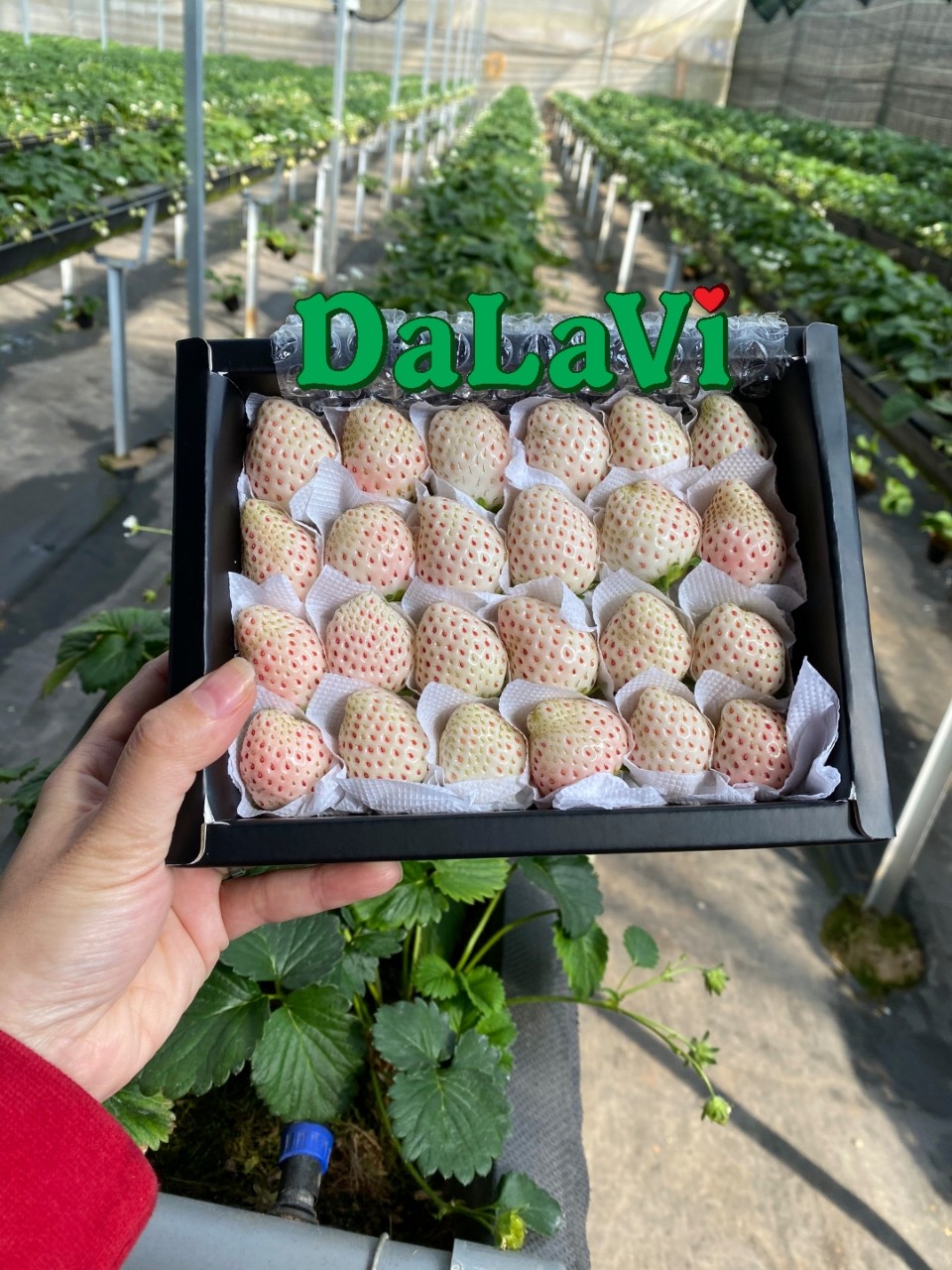 Giá 1kg dâu tây Đà Lạt hôm nay, mua ở đâu chất lượng