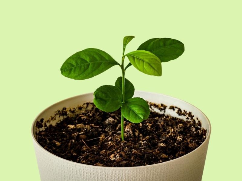 Cây giống chanh dây ngọt Colombia, năng suất cao, sai quả