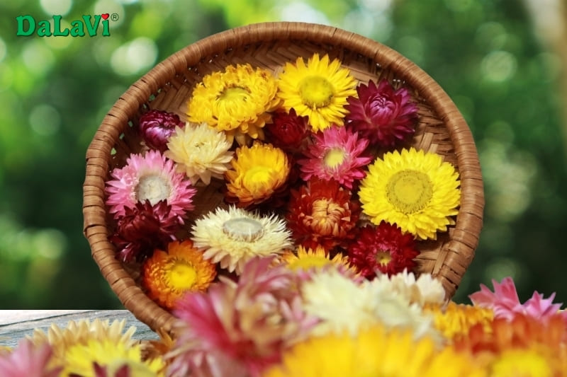 Hoa bất tử khô Đà Lạt, ý nghĩa, bảo quản, mua ở đâu?