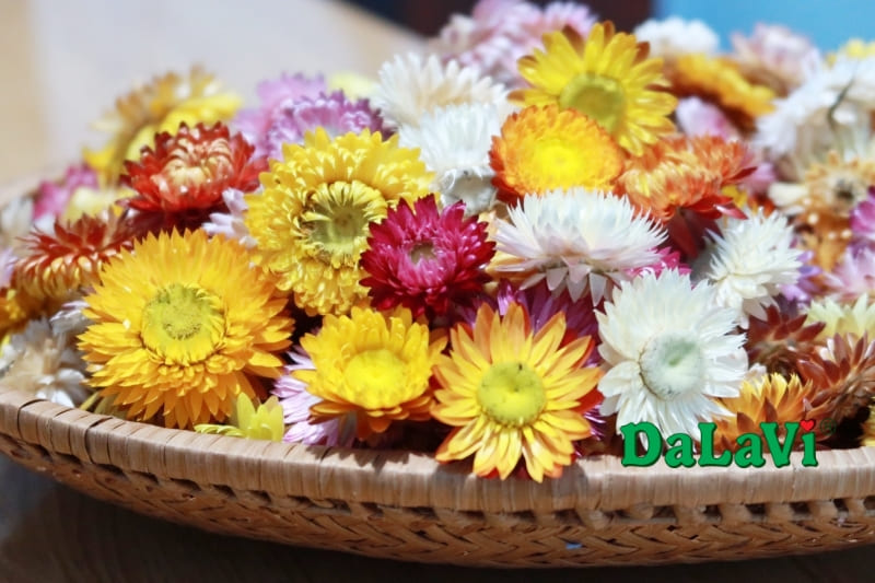 Hoa bất tử Đà Lạt là quà tặng 20.10 ý nghĩa từ DaLaVi