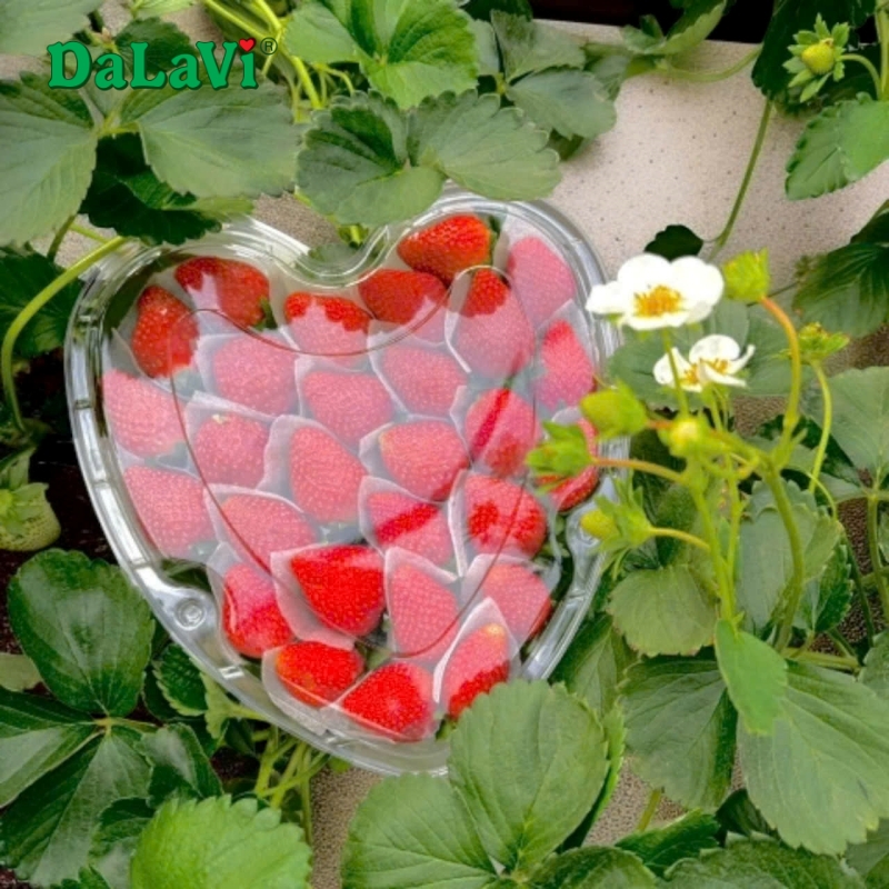 Hộp dâu tây trái tim với dâu tây Nhật được tuyển chọn kỹ lưỡng