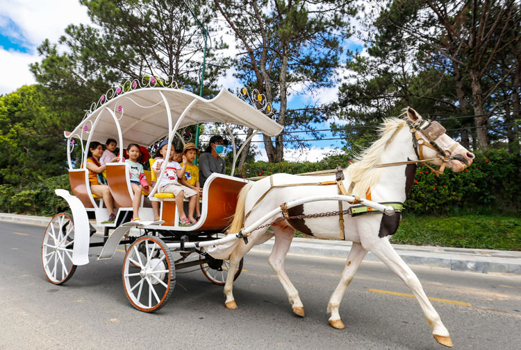 Xe ngựa Đà Lạt sắp ngừng hoạt động quanh hồ Xuân Hương