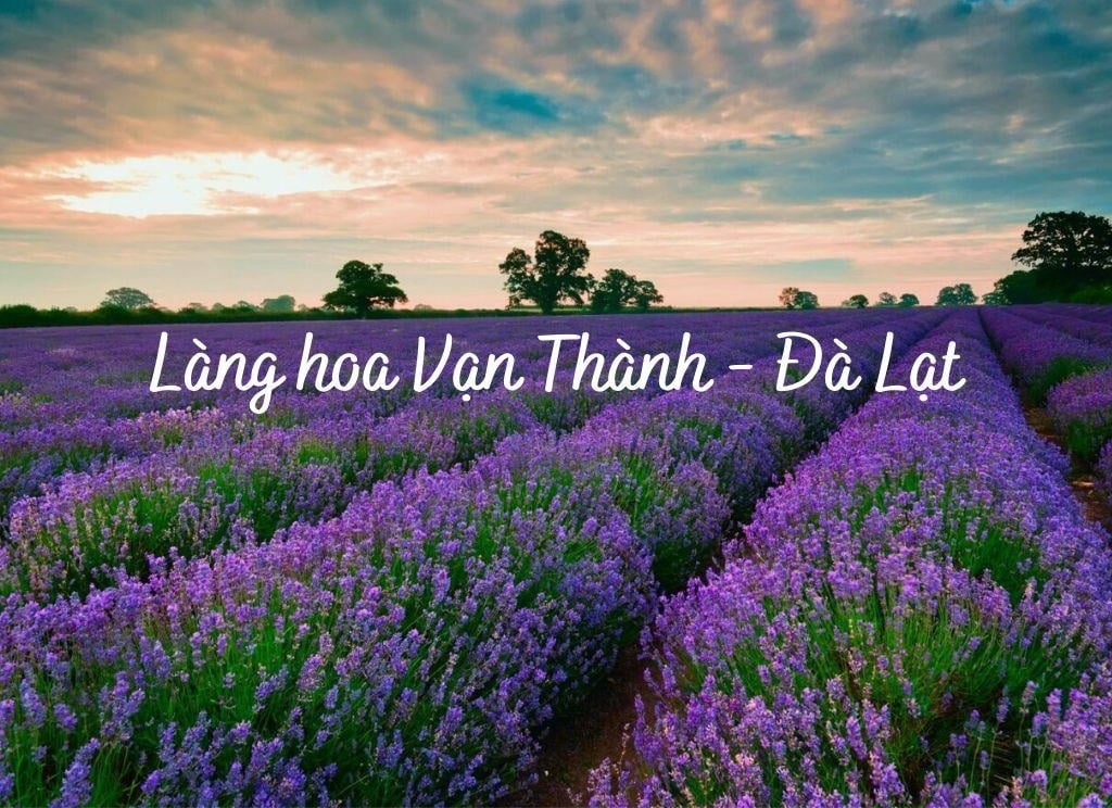 Mùa xuân Đà Lạt - Kinh nghiệm đi du lịch vào mùa này