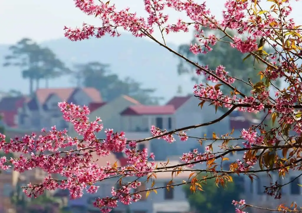 Mùa xuân Đà Lạt - Kinh nghiệm đi du lịch vào mùa này