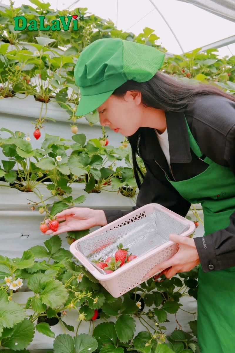 Nên ăn mấy quả dâu tây 1 ngày để khỏe mạnh và đẹp da