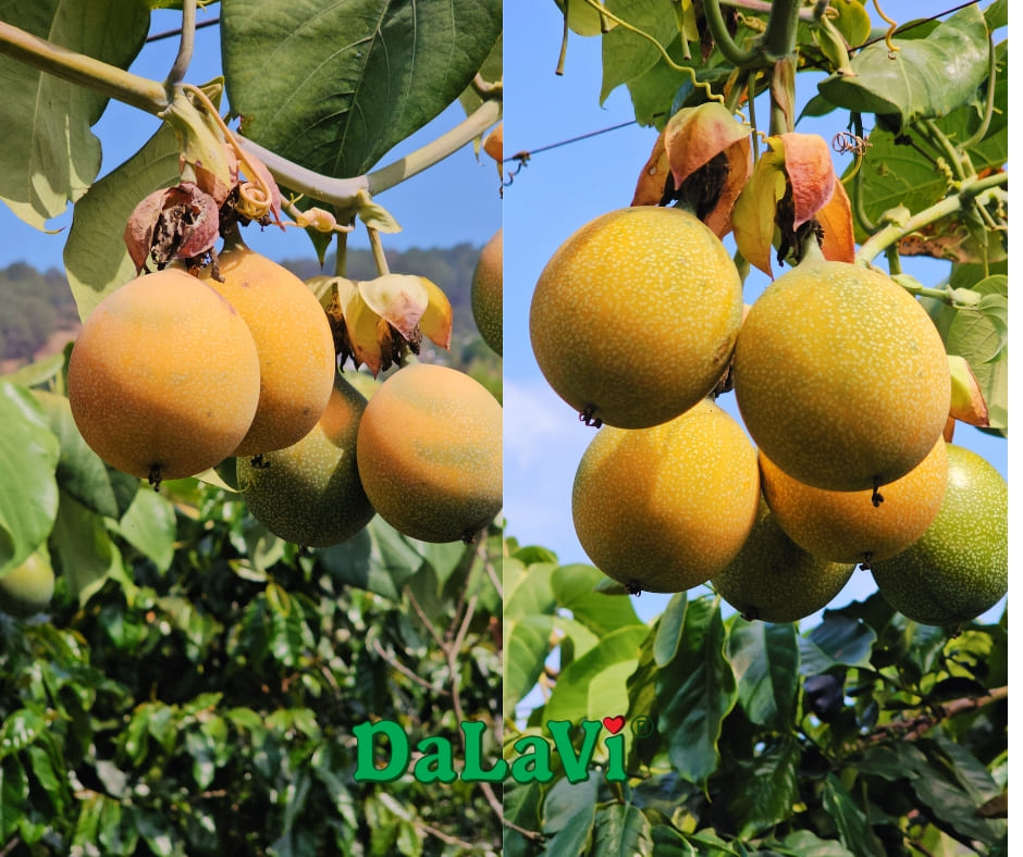  Sự thật về chanh dây Colombia - Có đáng để mua hay không