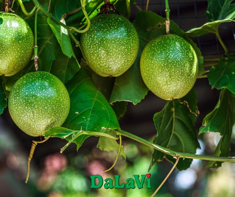 Chanh dây đông lạnh bổ đôi - Chua ngọt nguyên bản