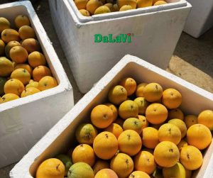Chanh dây ngọt Đà Lạt đang sale sốc với giá cực ưu đãi 