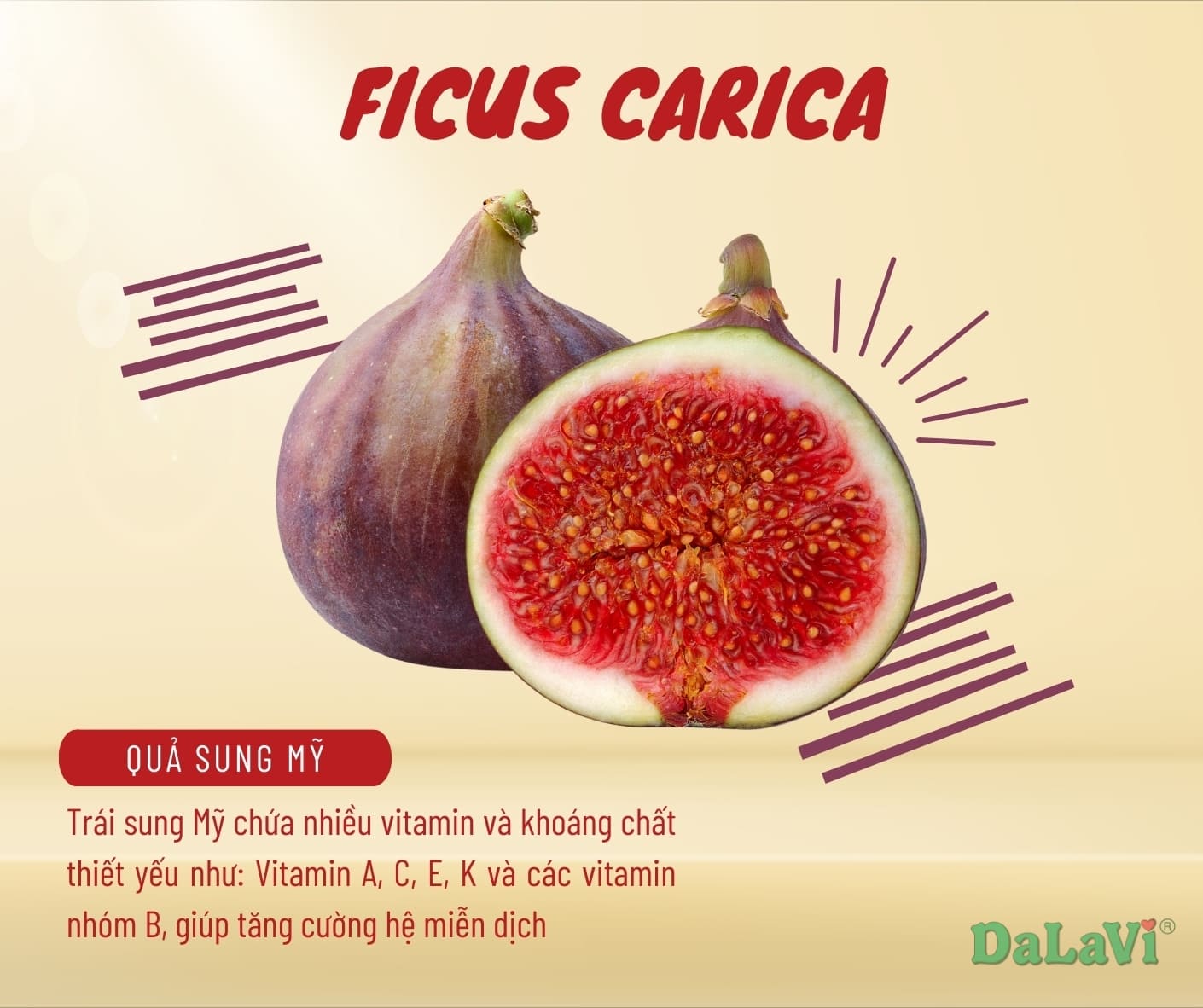 Quả sung Mỹ Đà Lạt mua ở đâu, đặc điểm và công dụng