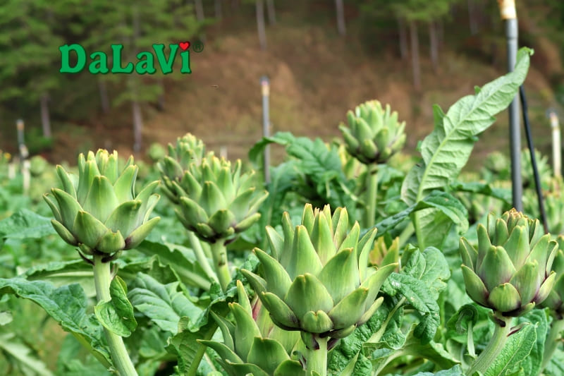 Tổng hợp đặc sản Lâm Đồng đầy đủ nhất không nên bỏ lỡ