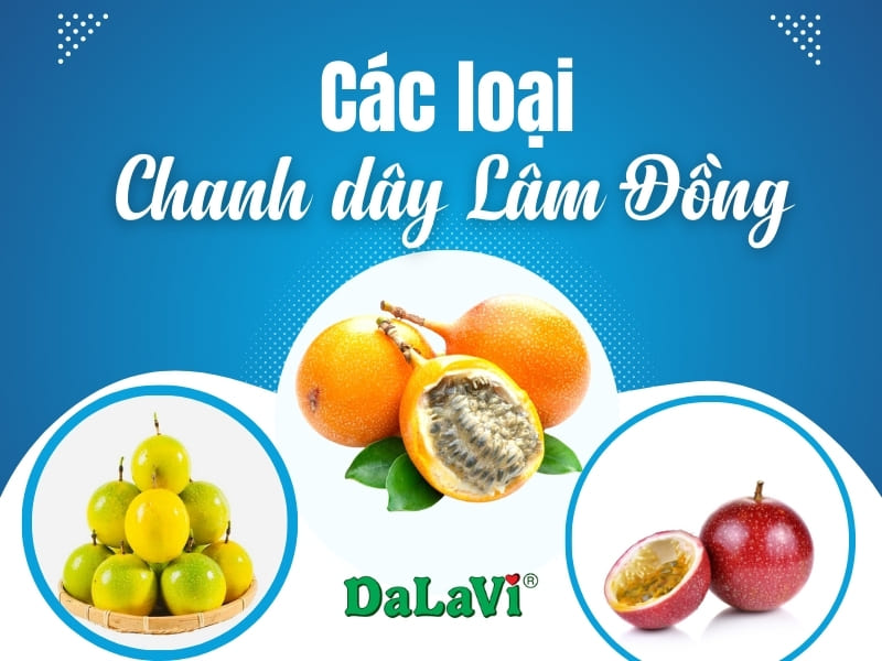 Chanh dây Lâm Đồng có mấy loại, mua ở đâu uy tín?