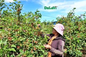 Mùa dâu tằm Đà Lạt, bảo quản thế nào, mua ở đâu?
