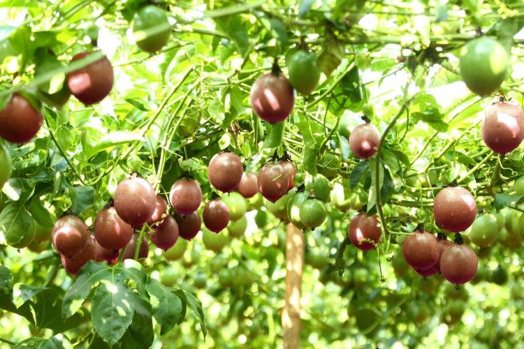Nước chanh dây cô đặc đông lạnh Đà Lạt, an toàn, uy tín