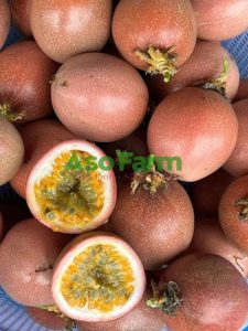 Chanh dây ngọt Đà Lạt đang sale sốc với giá cực ưu đãi 