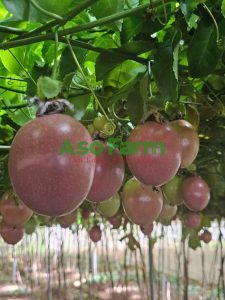Chanh dây vàng hay chanh dây tím ngon hơn, nên mua ở đâu