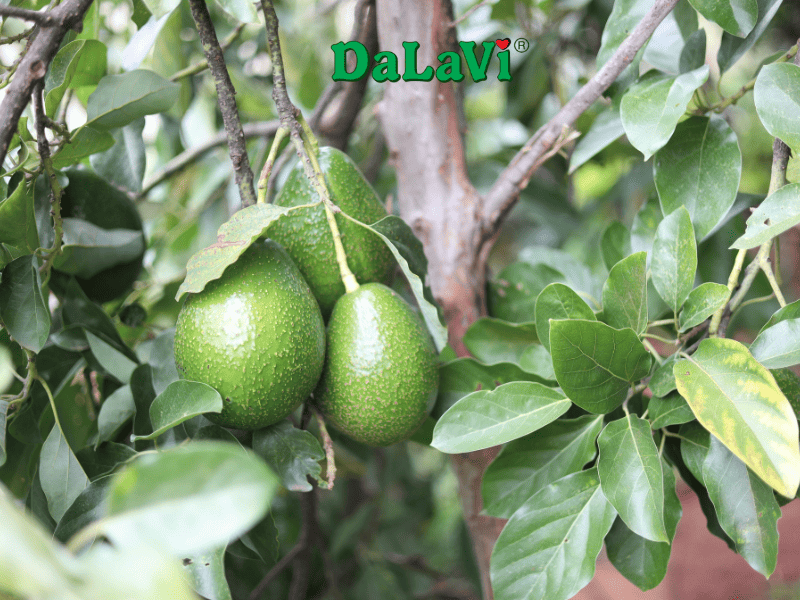 Bơ Booth Lâm Đồng cơm vàng, chất lượng từ nhà vườn